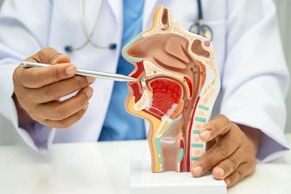 Otolaryngology / ENT